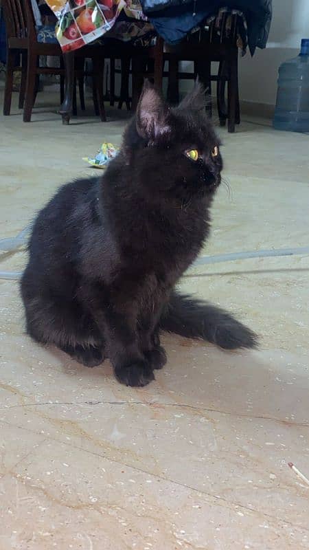 Persian cat for sale 1