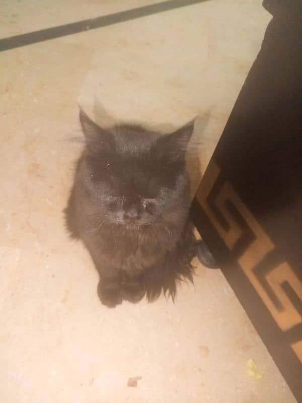 Persian cat for sale 2