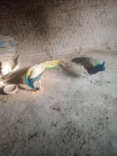 3 Male peacocks