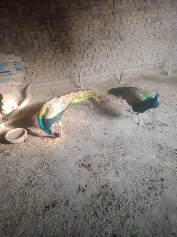 3 Male peacocks 0