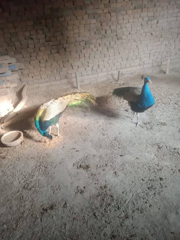 3 Male peacocks 2