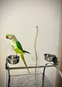 raw parrot12 month age urgent for sale only WhatsApp number