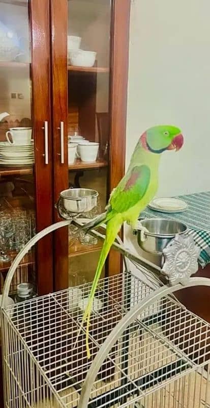 raw parrot12 month age urgent for sale only WhatsApp number 1