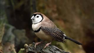 owl Finches  and snow white