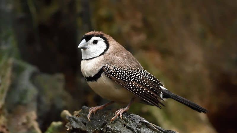 owl Finches  and snow white 0