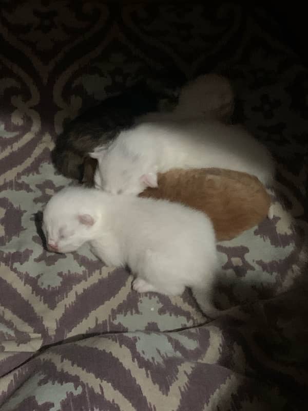 persian kittens 3ple coated 1