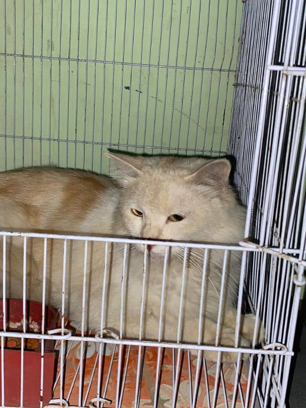 Persian cat female pregnant with cage final price 6k 2