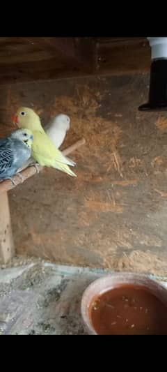 love bird