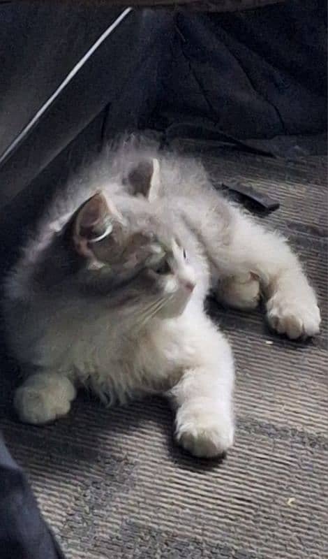 Persian cat for sale 0