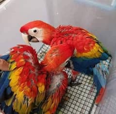 radam ka parrot baby chicks for sale 03354260538