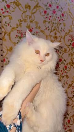 Persian White Kitten