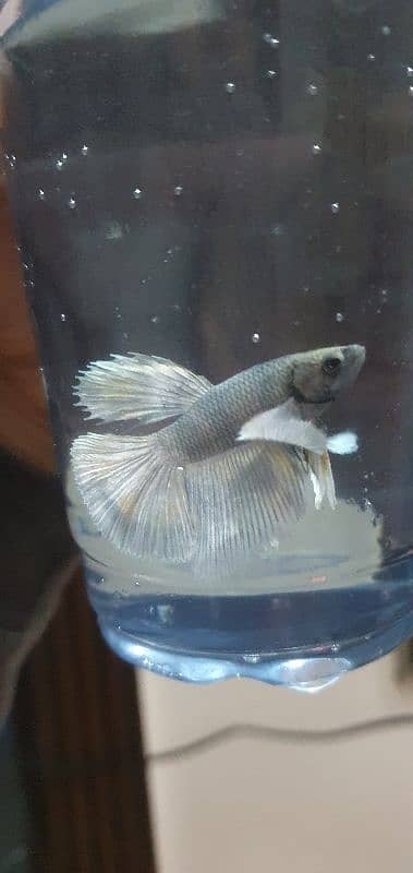 Betta Fish Male female | guppy, Molly frys | Adult Guppy, Molly 3