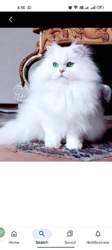 needed Persian cats pair 0