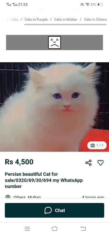 needed Persian cats pair 1