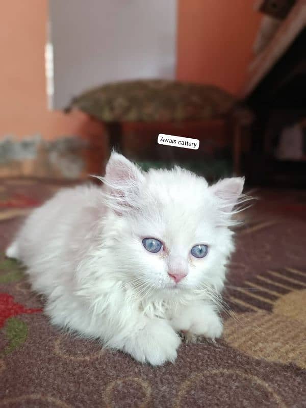 needed Persian cats pair 6