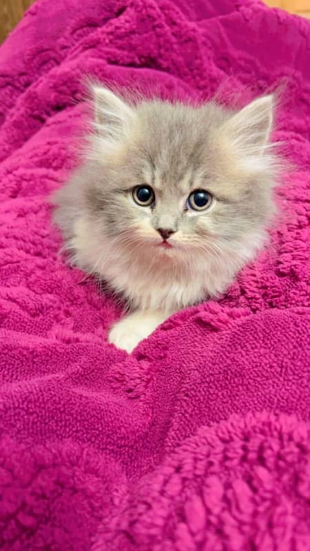 persian kitten 3