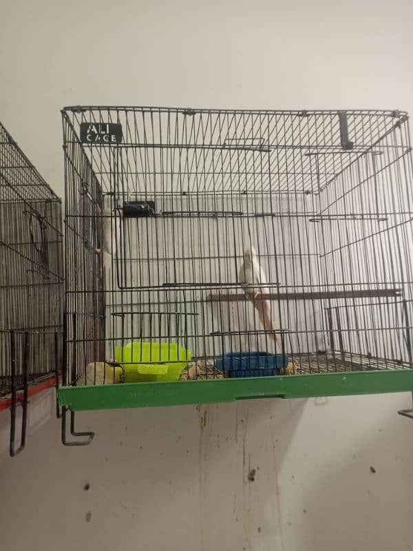 setup love birds cocktail cage for sale location Rawalpindi 3