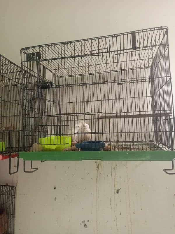 setup love birds cocktail cage for sale location Rawalpindi 4