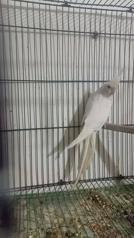 setup love birds cocktail cage for sale location Rawalpindi 6