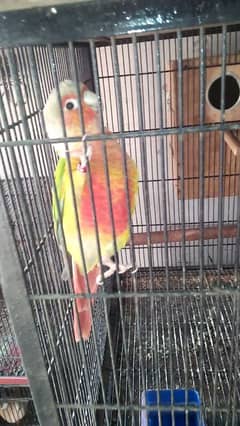 pineapple high red factor male 03127093372