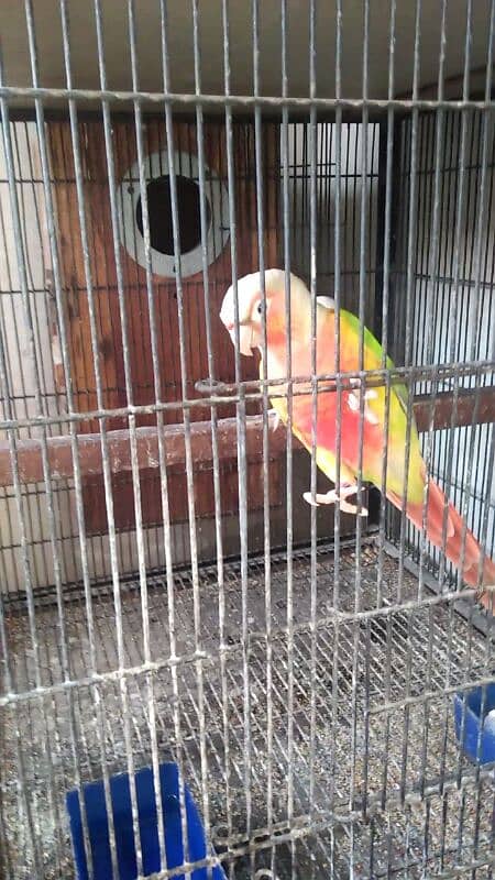 pineapple high red factor male 03127093372 1