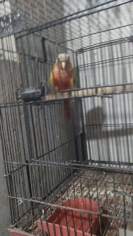 pineapple high red factor male 03127093372 3