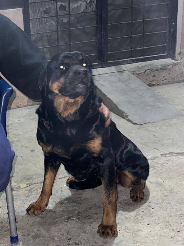 rott female 0