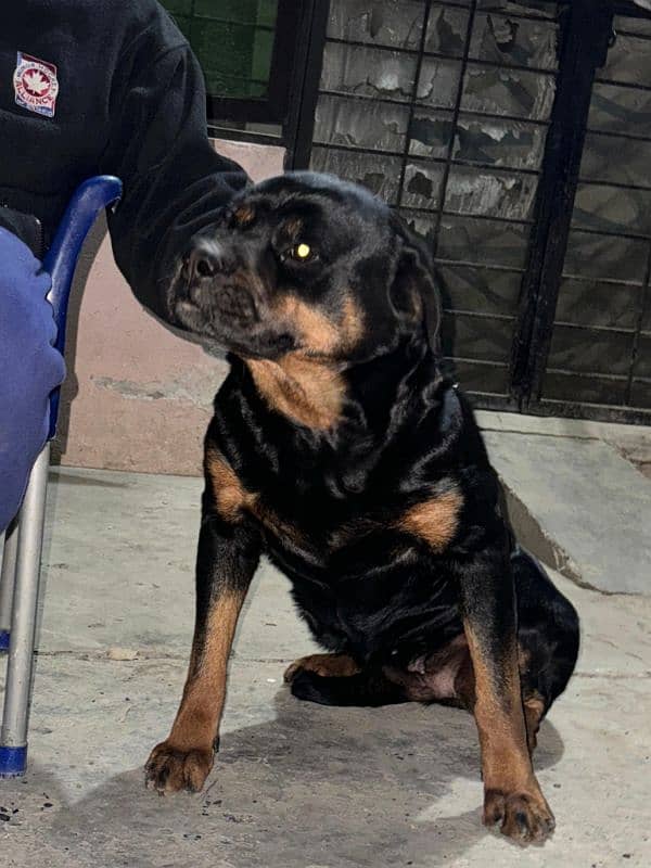 rott female 1