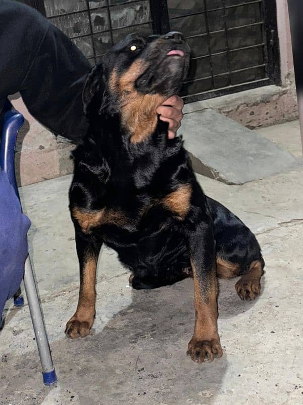 rott female 2