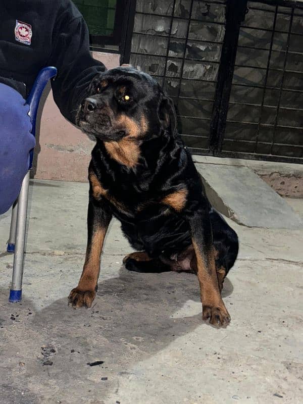 rott female 3