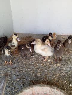 Ducks Chicks 2 Months