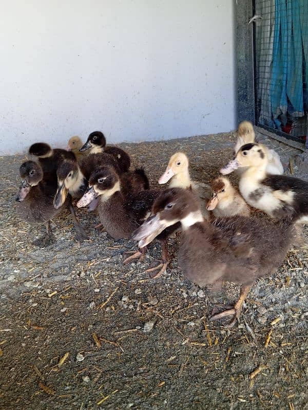 Ducks Chicks 2 Months 5