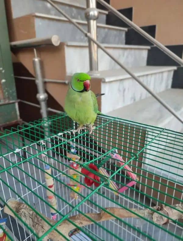 raw parrot for sale Only WhatsApp number03260536967 3