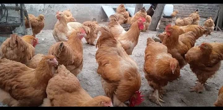 Heera aseel mushka aseel and golden buff chicks available 0