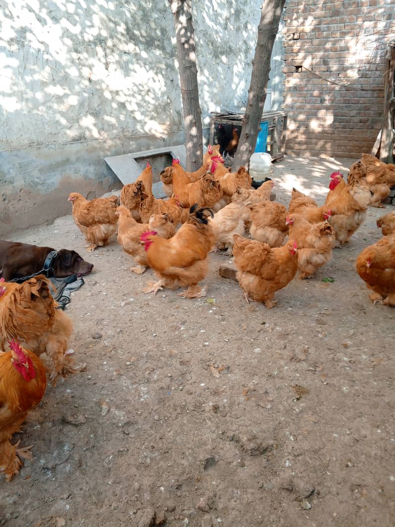 Heera aseel mushka aseel and golden buff chicks available 1