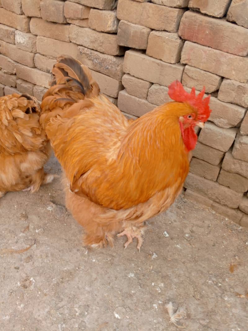 Heera aseel mushka aseel and golden buff chicks available 2