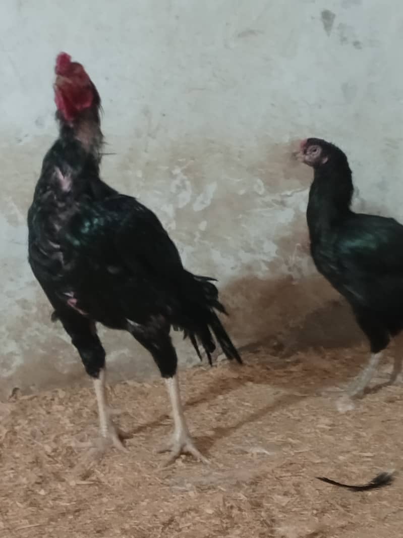 Heera aseel mushka aseel and golden buff chicks available 3