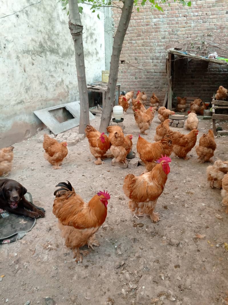 Heera aseel mushka aseel and golden buff chicks available 4