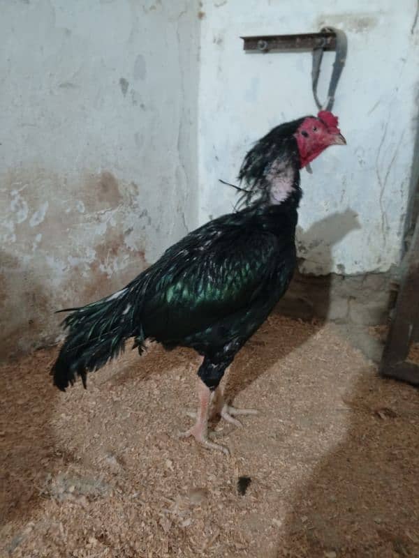 Heera aseel mushka aseel and golden buff chicks available 6