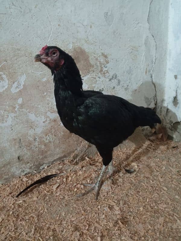 Heera aseel mushka aseel and golden buff chicks available 7