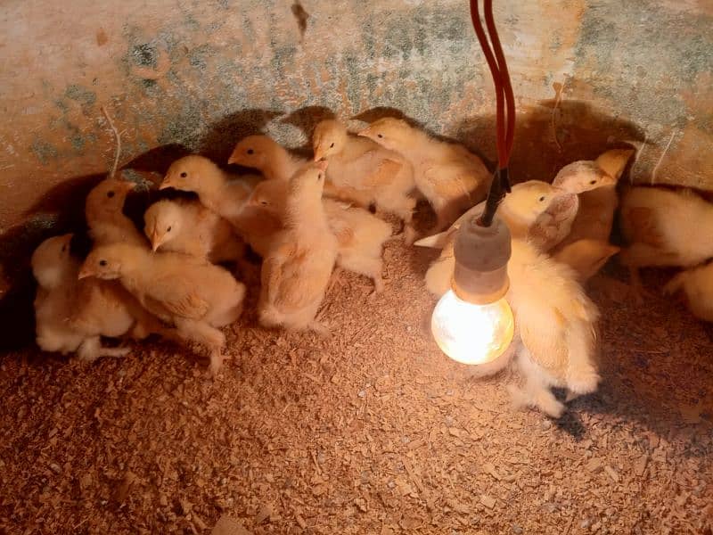 Heera aseel mushka aseel and golden buff chicks available 9