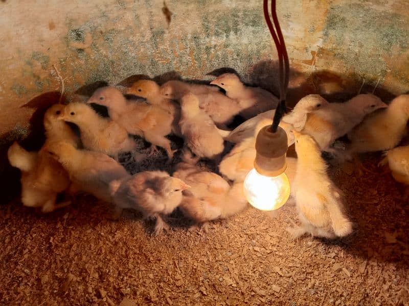 Heera aseel mushka aseel and golden buff chicks available 10