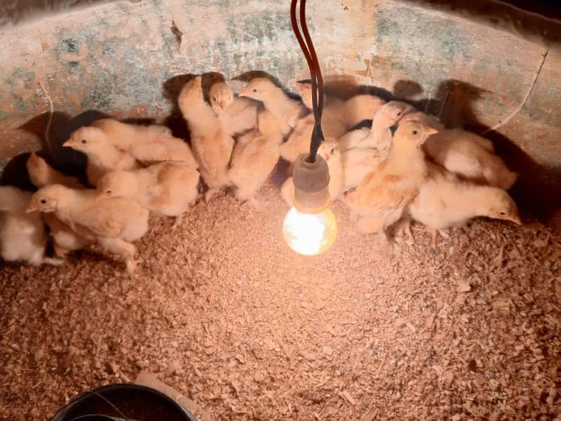 Heera aseel mushka aseel and golden buff chicks available 11