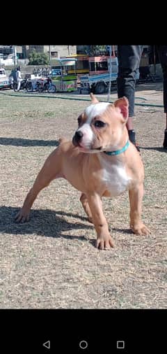 American bully female