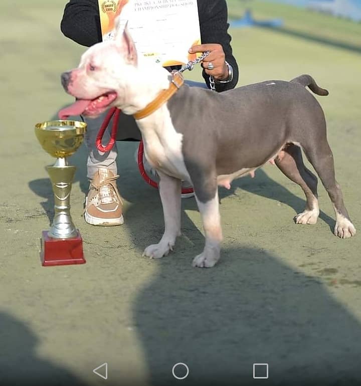 American bully female 1