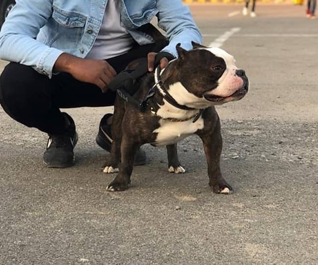 American bully female 2