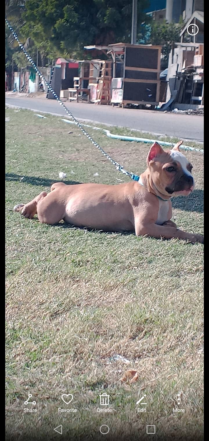 American bully female 3