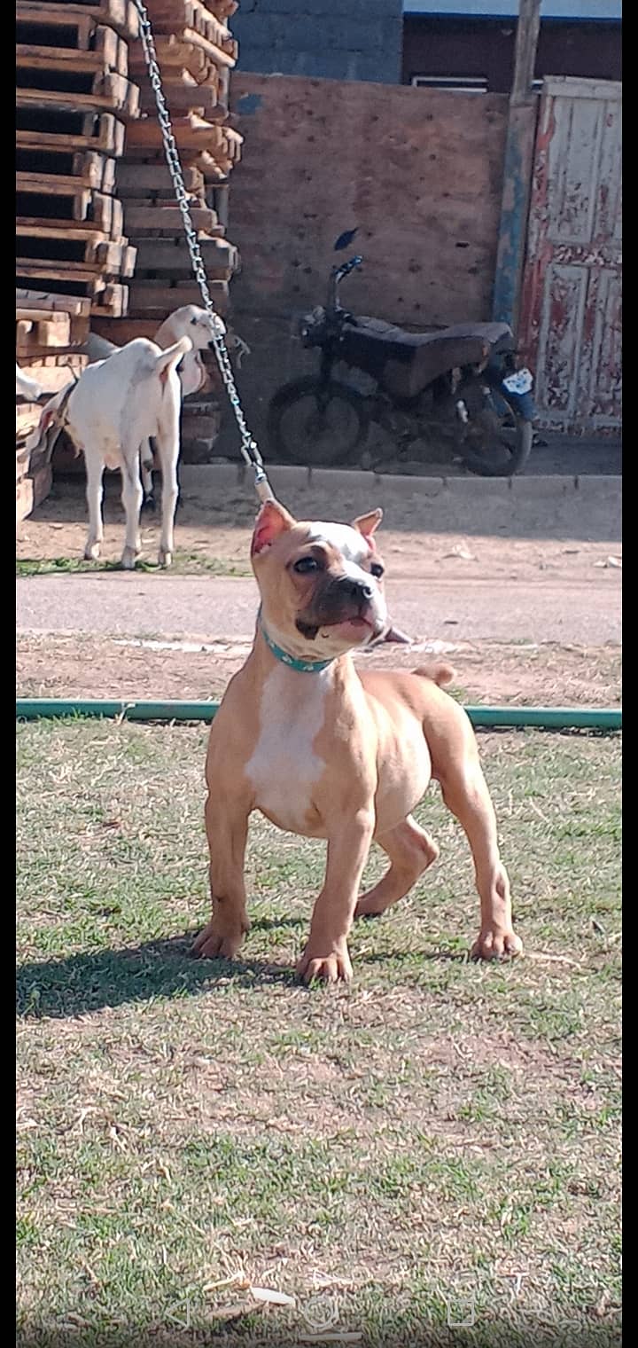 American bully female 4