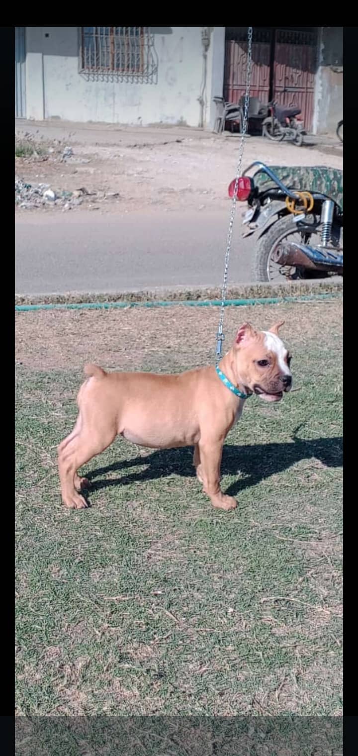 American bully female 5