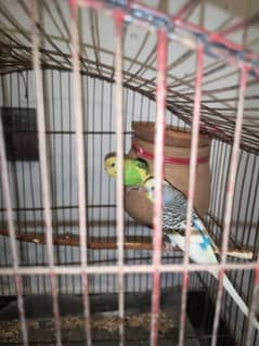 three budgies for urgent sale 2 male 1 female very beautiful